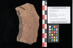 Foto (Objekt + Etikett) von Myrica lignitum Unger (NHMW-GEO-2024-0188-0614)